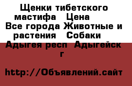 Щенки тибетского мастифа › Цена ­ 80 - Все города Животные и растения » Собаки   . Адыгея респ.,Адыгейск г.